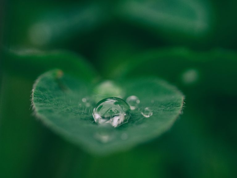 Blatt mit Wassertropfen